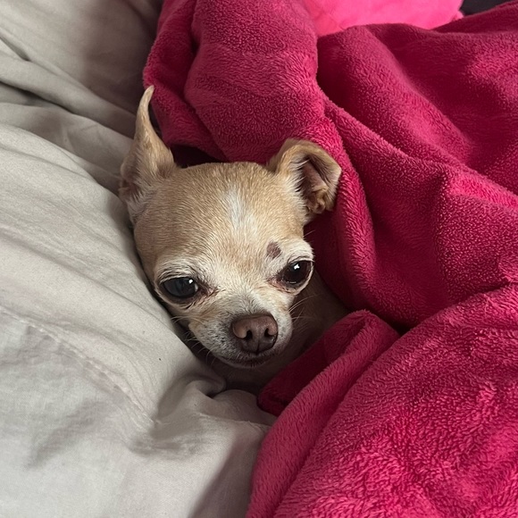 Meet your Posher, Kristina - Picture 1 of 1